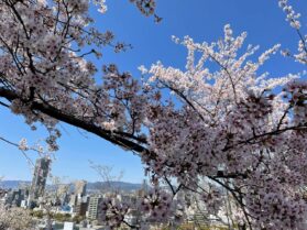 広島ワイン会　比治山公園桜1